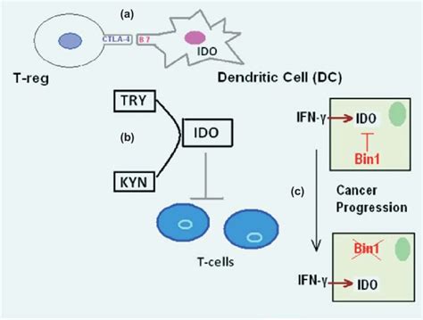 mechanisms  ido induced tumor immune escape  treg cells presents