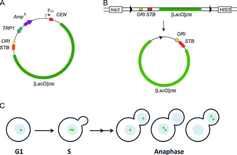 single copy reporter plasmids  segregation assays  types
