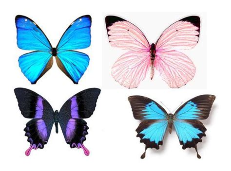 butterfly printables images  pinterest butterflies