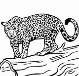 Jaguar Coloring Pages Animal Printable Colouring Color Drawings Hunt Ready Skull Sugar Head Onca Wild Sketch Choose Board Template sketch template