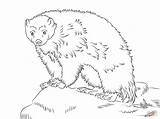 Wolverine Coloring Pages Animal Cute Printable Color Colorings Cartoon Animals Supercoloring Drawing Print Printables Crafts Getcolorings Choose Board Categories sketch template