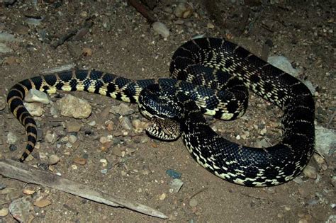 bull snake images reverse search