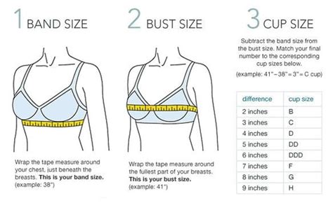 pin  emily raines  closet bra size charts measure bra size bra