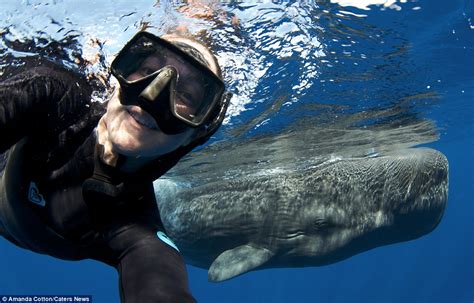 freediver poses for a selfie with giant sperm whale daily mail online