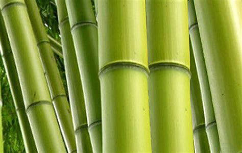bamboe rene van maarsseveen