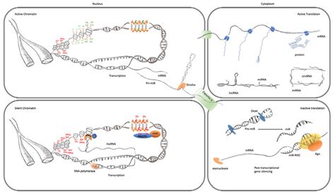 transcriptional and post transcriptional regulation of gene expression