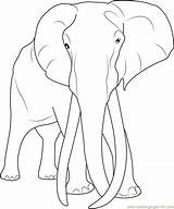 Elephant Coloring Adult Pages Coloringpages101 Elephants Print Online sketch template