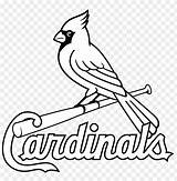 Cardinals Pages Cardinal Cardenales Toppng Fredbird Logos Bird Missouri Pngfind Pngkit Louisville Steelers Oncoloring Nicepng Division Vhv sketch template
