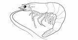 Shrimp Coloring Pages Sand Printable Getcolorings Color Print sketch template