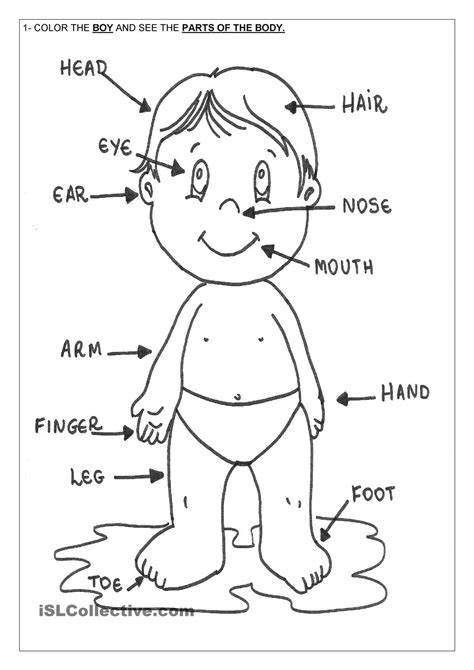 preschoolers coloring pages   human body