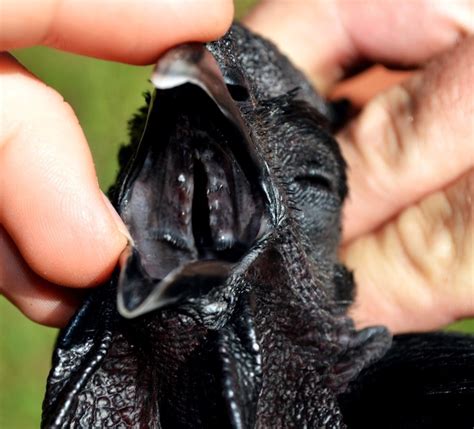 Rare Black Chicken Is Black From Its Feathers To Its Bones