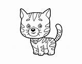Domestic Cat Coloring Coloringcrew sketch template