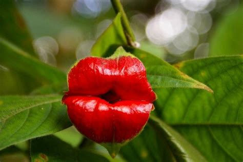 7 Sexual Looking Flowers If You Need A Laugh Juicy Bits