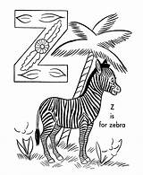 Coloring Zebra Alphabet Pages Letter Animals Abc Color Activity Creative Sheets Animal Sheet Abeceda Library Clipart Printable Cz Cartoon Objects sketch template
