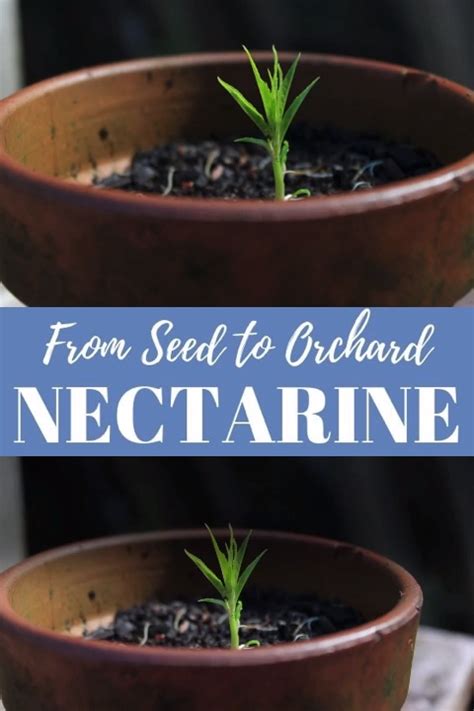 grow  nectarine   stone fruit  seed   growing