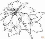 Coloring Poinsettia Flower Pages Christamas Printable Drawing sketch template