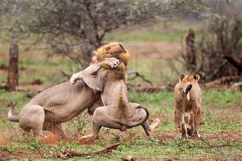 big cat brawl shows what happens when lions having sex are interrupted mirror online