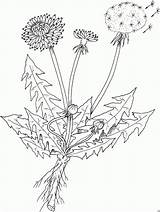 Pusteblume Malvorlage Blumen Loewenzahn Kraeuter Herbarium Malvorlagen Ausmalbilder Löwenzahn Kinderbilder Kinder Pflanzen Dandelion Clipart Kindergarten Basteln Kostenlose Taraxacum sketch template