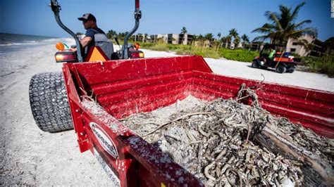 Florida S Red Tide Has Produced 2 000 Tons Of Dead Marine Life And Cost