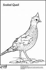 Quail Coloring Pages Preschool Title Ministerofbeans Bird Read sketch template