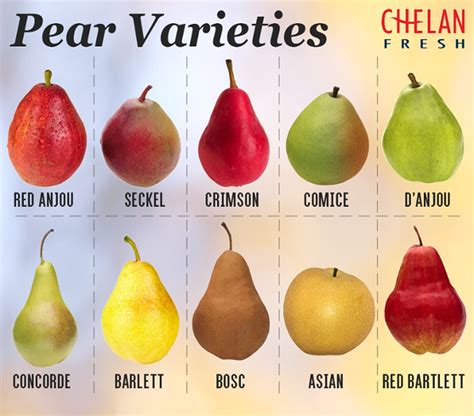 asian pear growers in virginia
