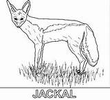 Coloring Jackal 73kb 274px sketch template