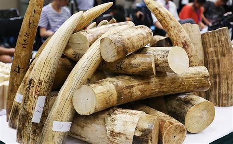 customs officers seized  kilogrammes  ivory worth  hk million photo nora tam