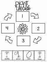 Cycle Plant Life Worksheet Preschool Worksheets Kindergarten Plants Activities Flower Activity Sequencing Science Planting Level Lessons Garden Lesson Cycles Print sketch template