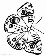 Coloring Pages Moth Printable Insect sketch template