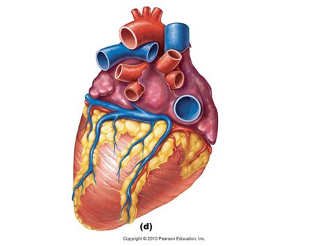 heart diagram unlabeled clipartsco