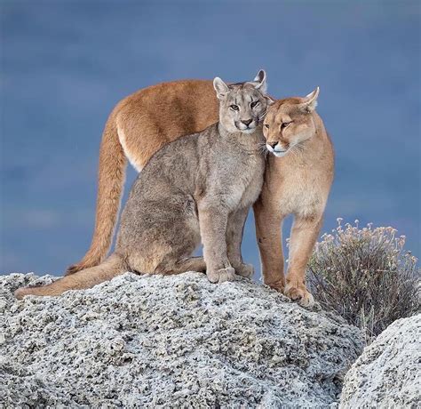cougar love puma concolor    puma mountain lion rnatureisfuckinglit