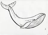 Whale Tail Drawing Easy Drawings Paintingvalley Draw sketch template