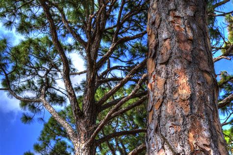 florida pine trees photograph  jt gerosky
