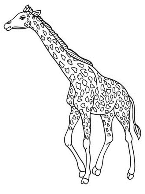 giraffe drawing colouring pages