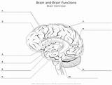 Unlabeled Ventricles Nervous Cerebral Cortex Physiology Lobe Psychology sketch template