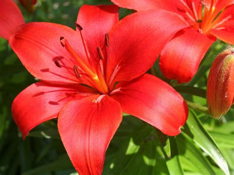 wallpaper  asiatic lily flowers