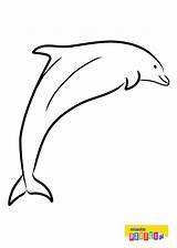 Druku Delfiny Kolorowanki Delfin Kolorowanka sketch template