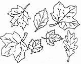 Leaf Printable Coloring Outline Leaves Autumn Pages Popular sketch template