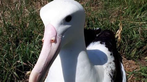 Love Continues For Same Sex Albatross Couple On Otago