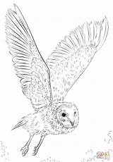 Owl Coloring Barn Pages Draw Flight Flying Drawing Realistic Owls Drawings Tutorials Printable Bird Great Easy Prey Kids Adults Step sketch template