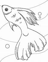 Betta Fish Coloring Pages Getdrawings sketch template