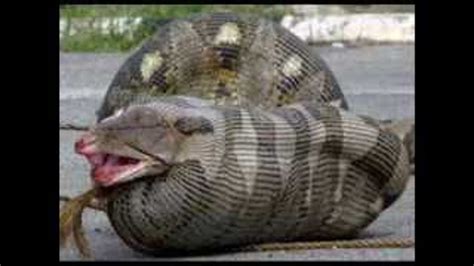 largest snake   world  alive