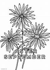 Aster sketch template