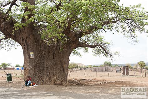 baobab lovely trees in the venda area baobab