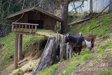 coombs goat house photograph  donna munro