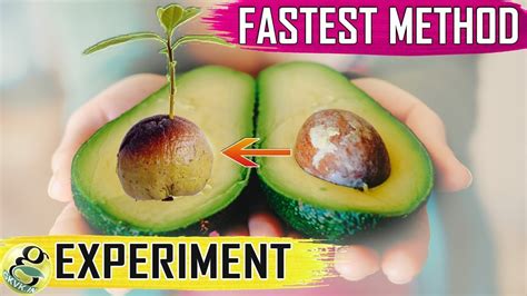 Avocado Seed Growing Fastest Hack With Results How To Grow Avocado