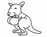 Boxing Kangaroo sketch template