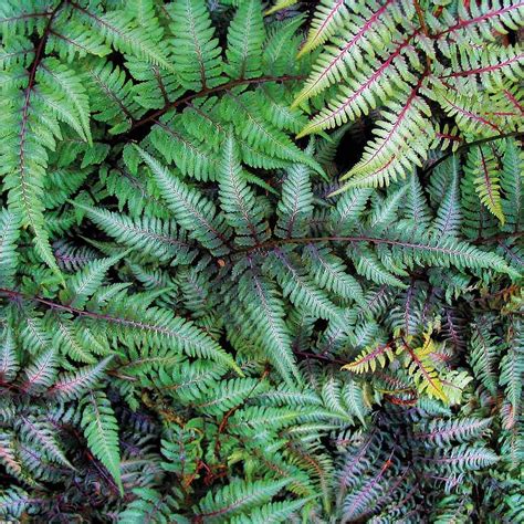 outdoor hardy garden fern plants  maintenance shade loving