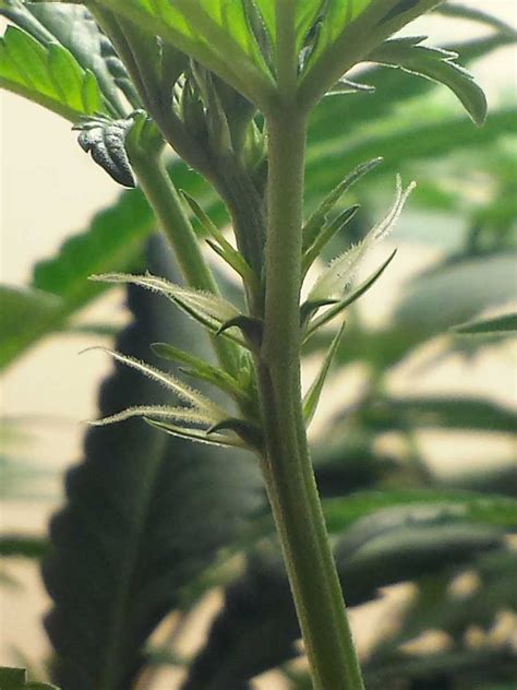 how to tell sex of cannabis plants with pictures grow