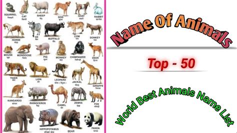 animals top  animals  animalsname wildanimals